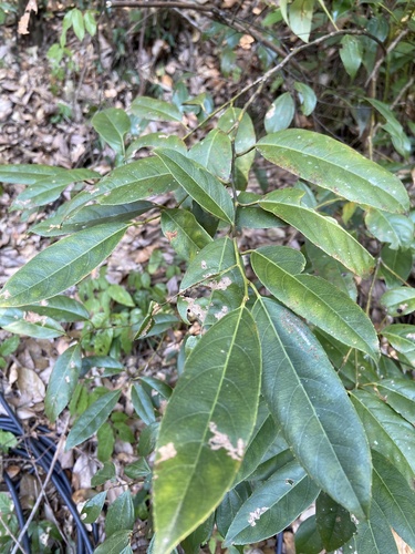 Itea chinensis observed 2026-01-03
