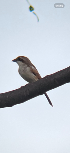 Sousa's Shrike