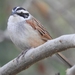Stripe-headed Sparrow - Photo (c) Alfredo Tapia Tapia, some rights reserved (CC BY-NC)