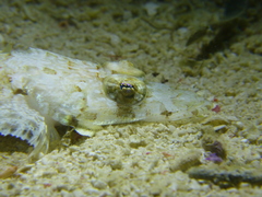 Platycephalidae