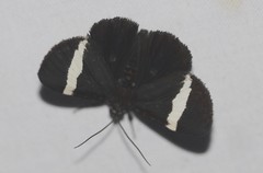 Coenotoca subaspersa