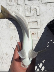 Caulolatilus affinis