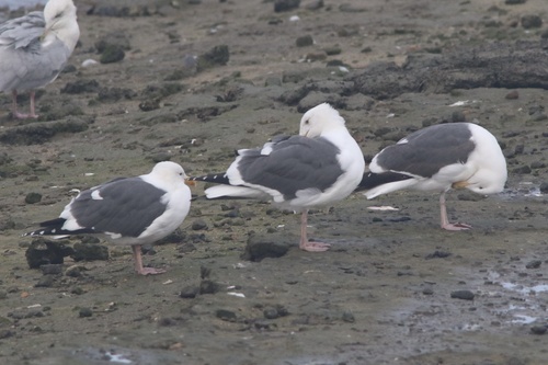 Western Gull (Larus occidentalis), photo 4