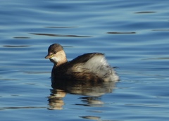 Tachybaptus ruficollis