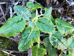 Eriogonum latifolium