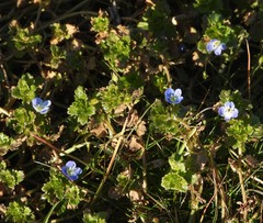 Veronica persica
