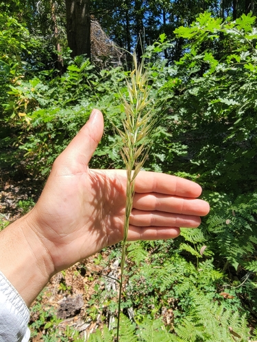 stillman's needle grass (Barkworthia stillmanii)