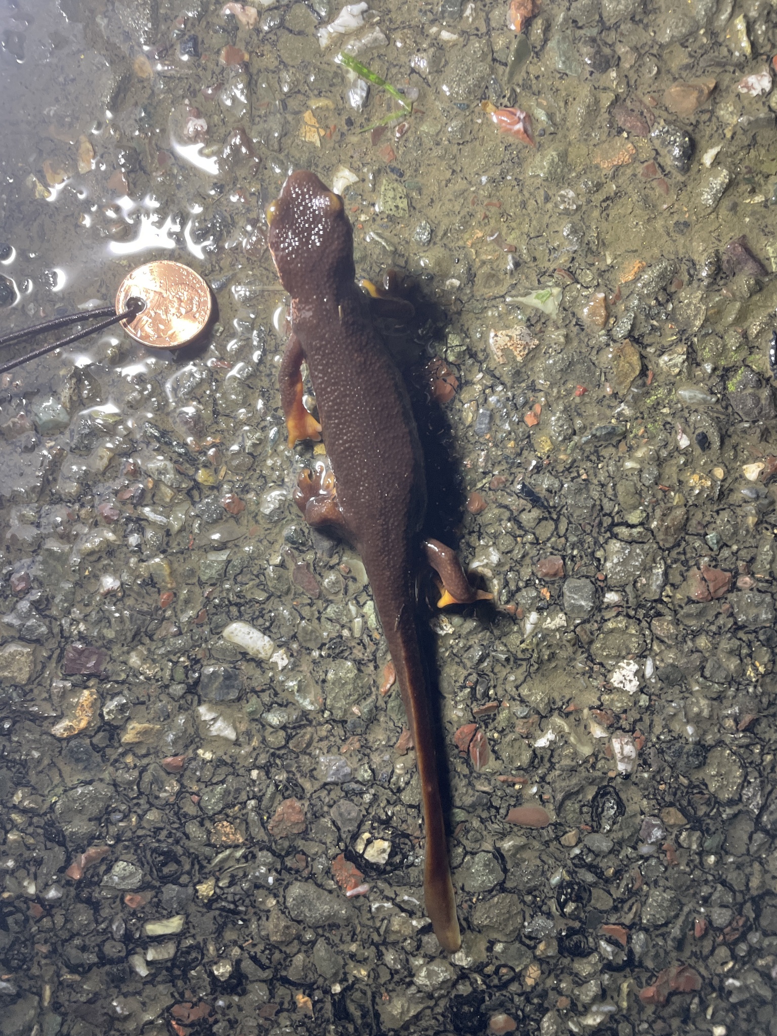 Taricha torosa (Rathke, 1833)