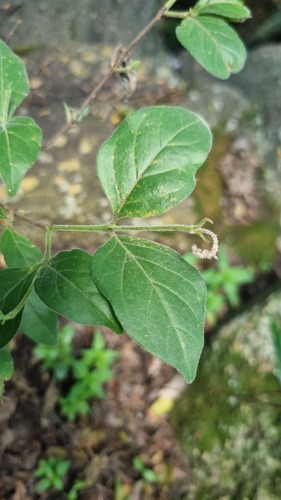Afrocanthium gilfillanii