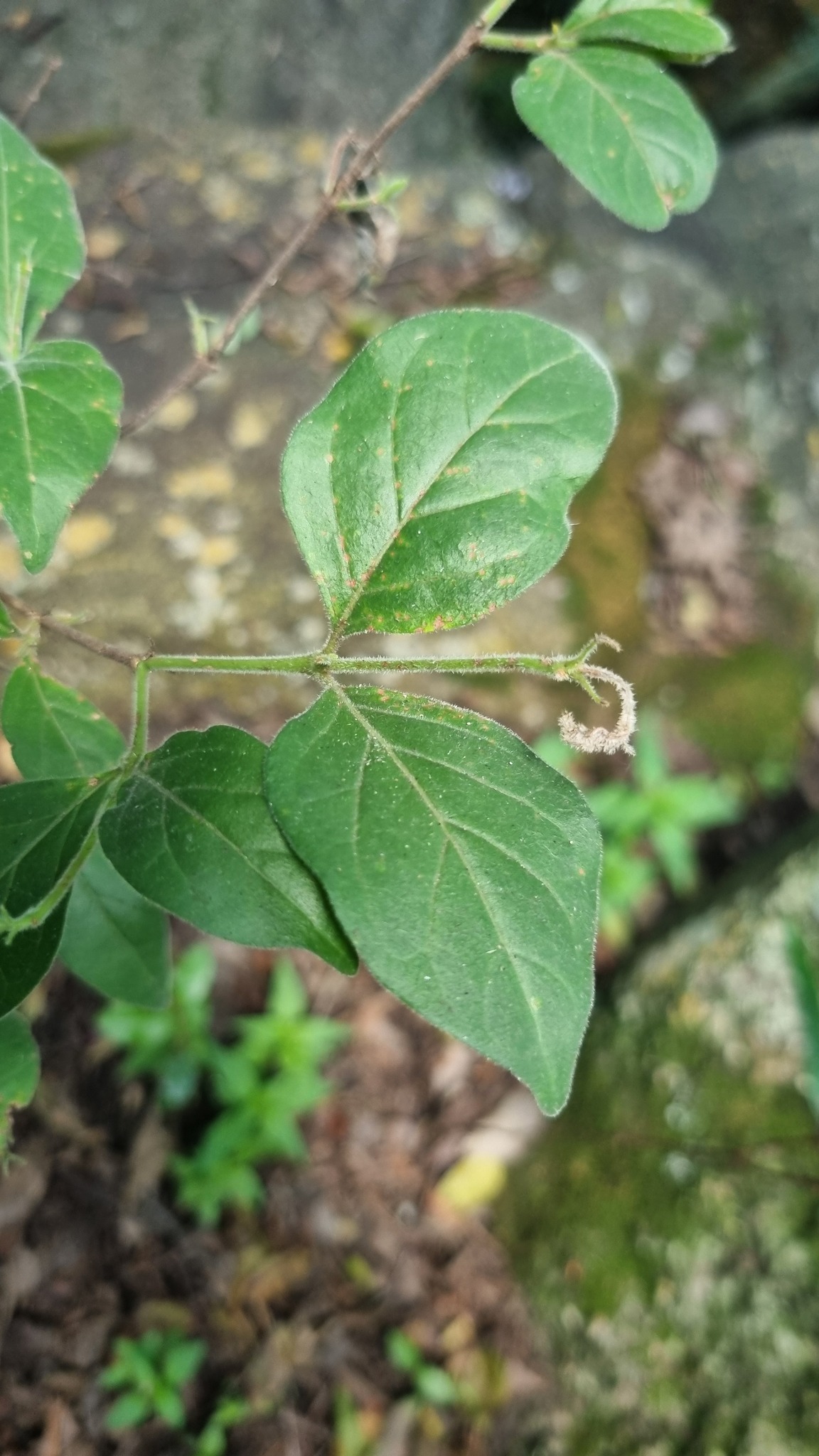 Imagem de Afrocanthium gilfillanii