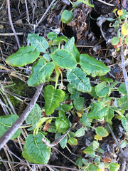 Eriogonum latifolium