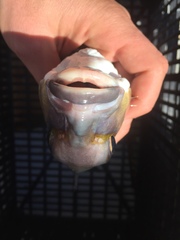 Caulolatilus affinis