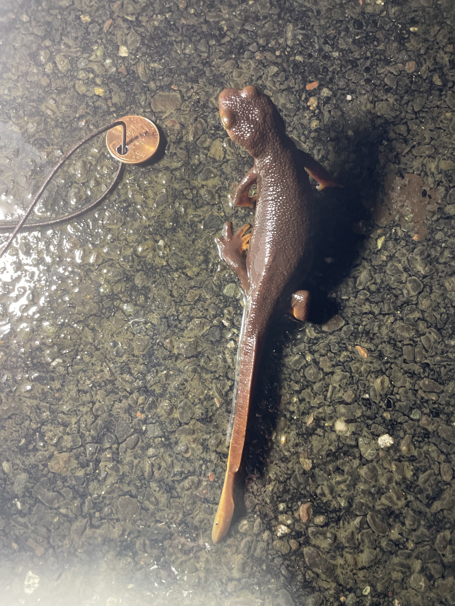 Taricha torosa (Rathke, 1833)