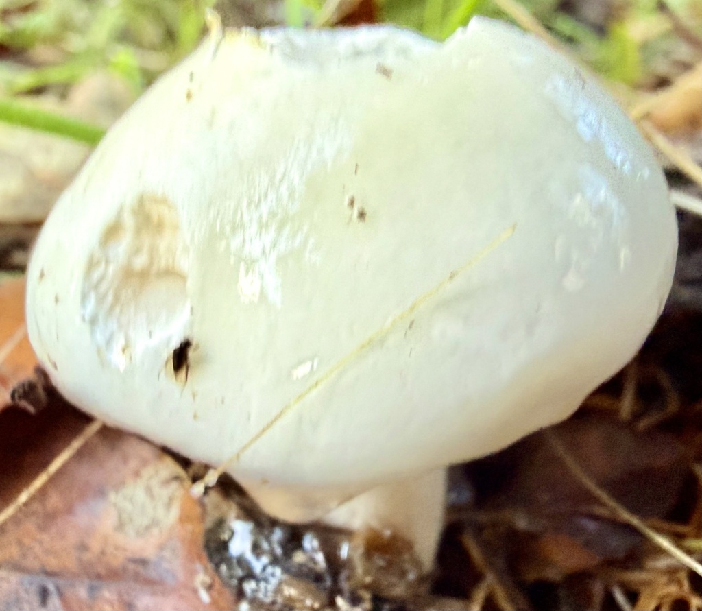Hygrophorus eburneus · January 2026 · photo: © hllrnnr (iNaturalist, cc0)