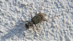 Neocicindela