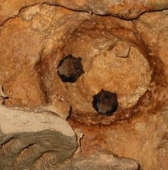 Murciélagos trompudos y parientes