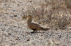 Syrrhaptes paradoxus