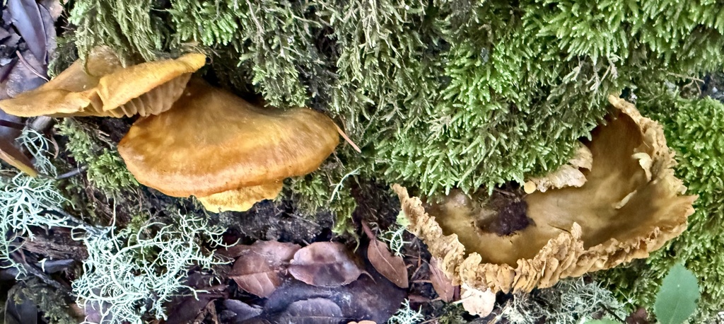 Omphalotus olivascens · January 2026 · photo: © hllrnnr (iNaturalist, cc0)
