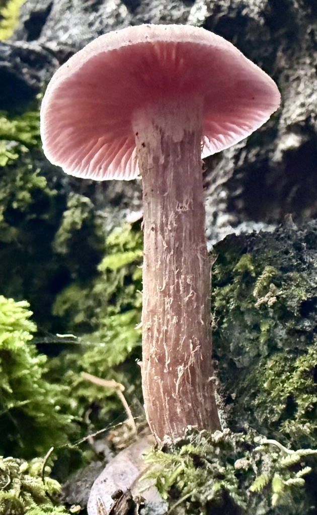 Laccaria amethysteo-occidentalis · January 2026 · photo: © hllrnnr (iNaturalist, cc0)
