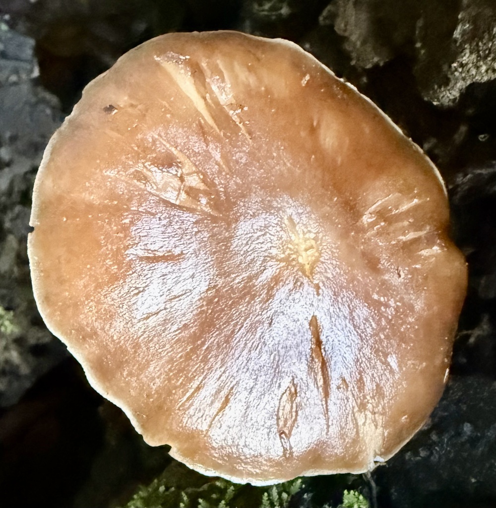 Pluteus exilis · January 2026 · photo: © hllrnnr (iNaturalist, cc0)