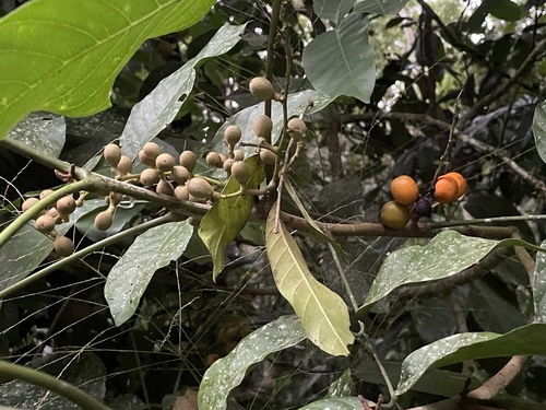 Aglaia sapindina observed 2026-01-03