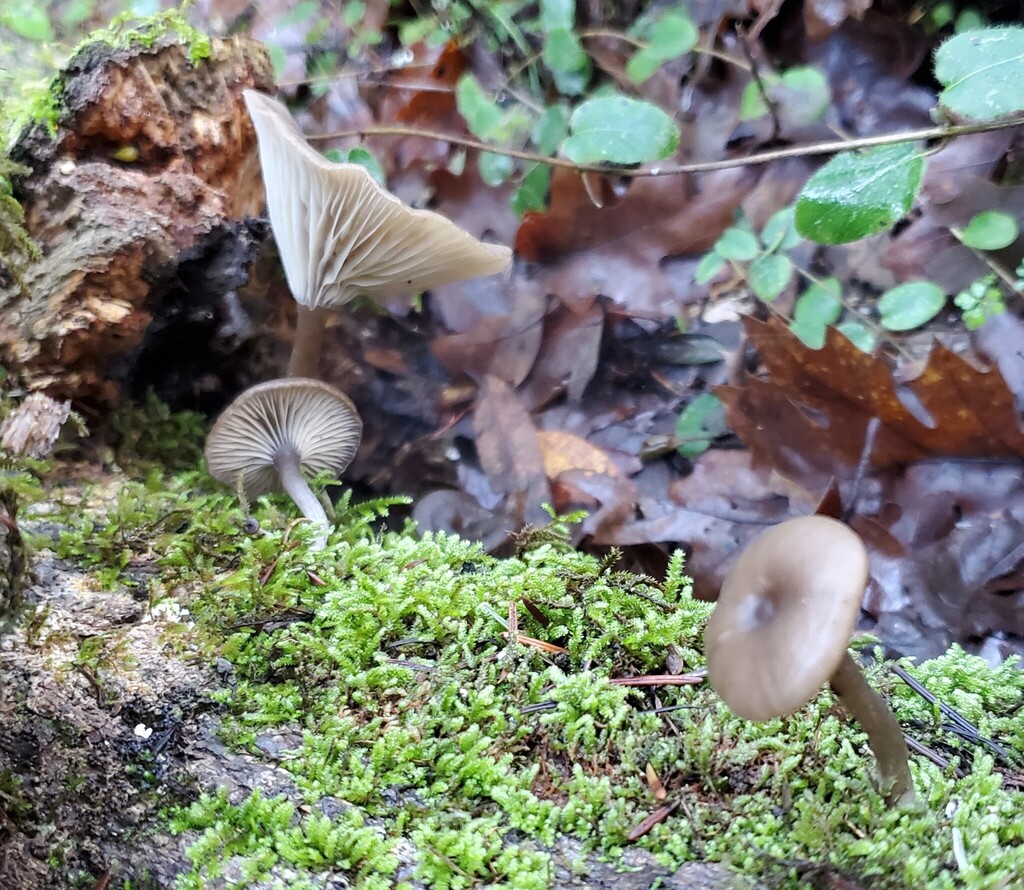 Pseudoclitocybe cyathiformis · December 2025 · photo: © arlenedevitt (iNaturalist, cc-by)