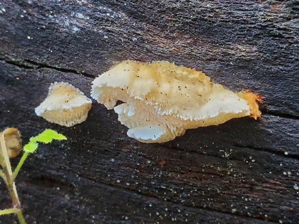 Fomitopsis madronae · December 2025 · photo: © arlenedevitt (iNaturalist, cc-by)