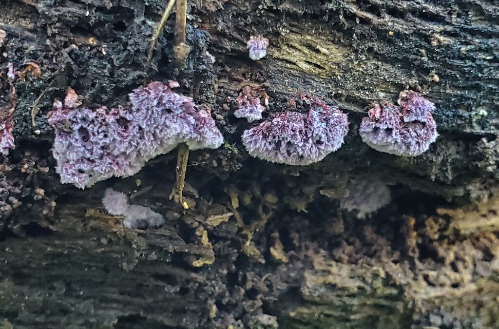 Punctularia atropurpurascens · December 2025 · photo: © arlenedevitt (iNaturalist, cc-by)