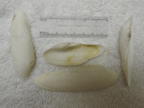 Pholas campechiensis