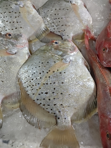 Batfish (Drepane punctata) — Drepaneidae