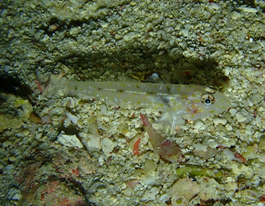 Barenape Goby