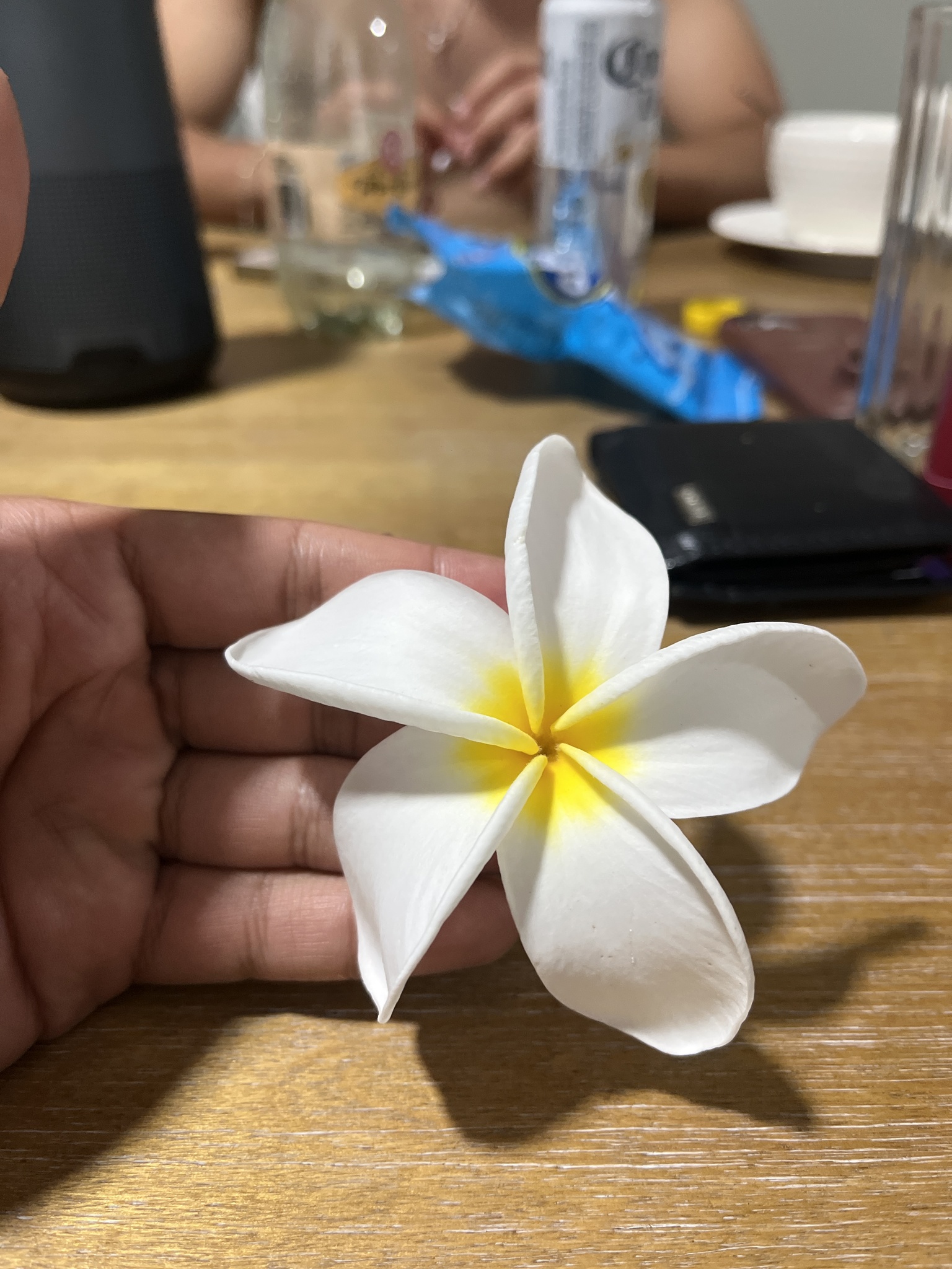 Plumeria × stenopetala Urb. 2