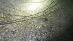 Cymatogaster aggregata