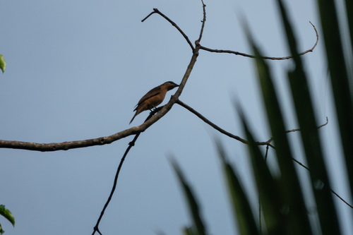 Bismarck Cicadabird (Edolisoma remotum), photo 2