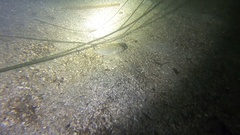 Cymatogaster aggregata