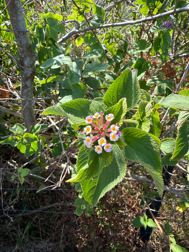 Lantana