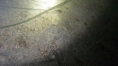 Cymatogaster aggregata