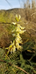 Astragalus trichopodus antisellii