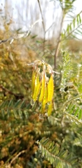 Astragalus trichopodus antisellii
