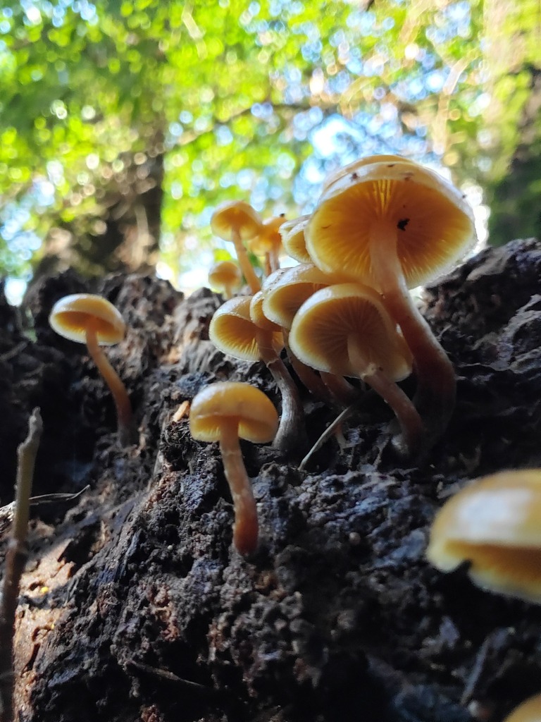 Galerina marginata · December 2025 · photo: © arlenedevitt (iNaturalist, cc-by)