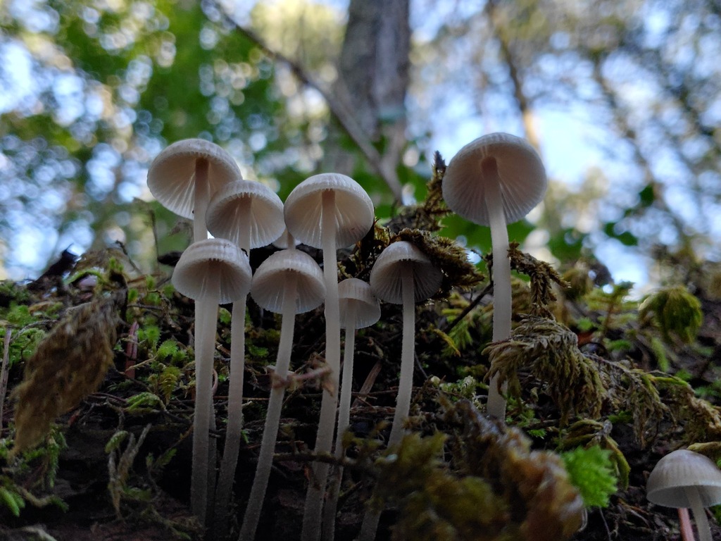 Mycena galopus · December 2025 · photo: © arlenedevitt (iNaturalist, cc-by)