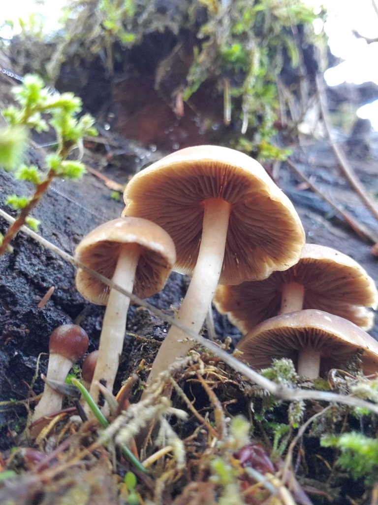Psathyrella piluliformis · December 2025 · photo: © arlenedevitt (iNaturalist, cc-by)