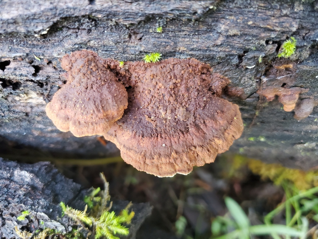 Fuscoporia gilva · December 2025 · photo: © arlenedevitt (iNaturalist, cc-by)