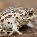 Mongolian Toad - Photo (c) thierrycordenos, some rights reserved (CC BY-NC), uploaded by thierrycordenos