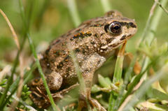 Strauchbufo raddei