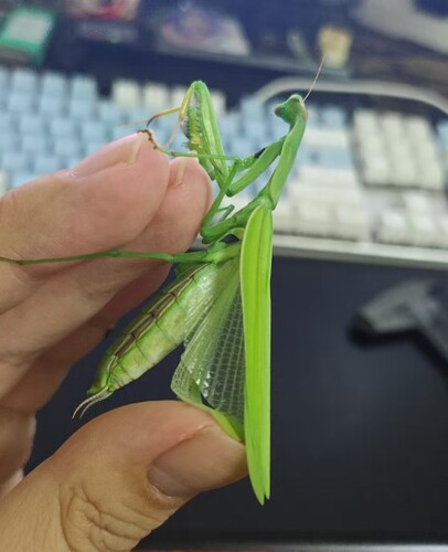 European Mantis