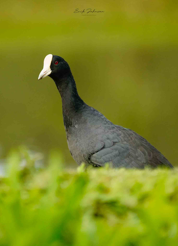 Fulica alai observed 2025-12-28