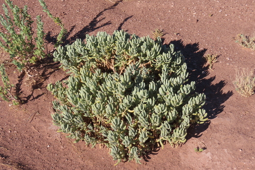 Baboon's-food (Augea capensis)