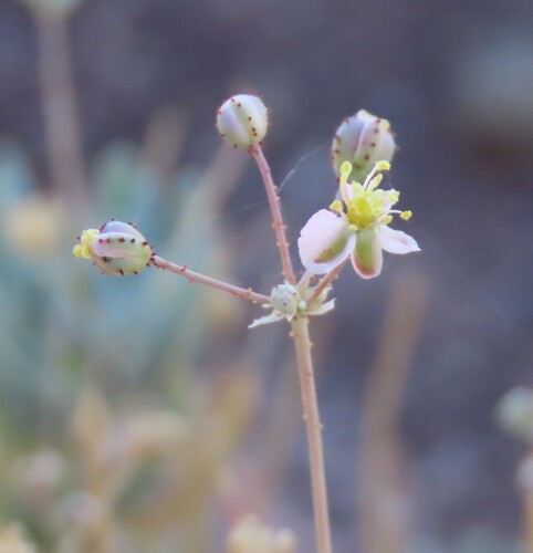Sour Saltsorrel (Kewa salsoloides)