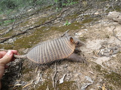 Chaetophractus vellerosus